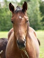 horses and foals in germany photo