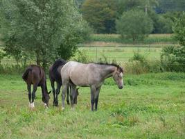 Horses in westphalia photo