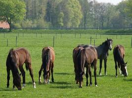 muchos caballos en Alemania foto