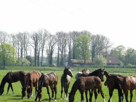 many horses in germany photo