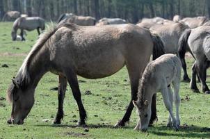 wild horses and foals in germany photo