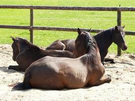 muchos caballos en Alemania foto