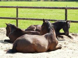 muchos caballos en Alemania foto