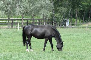 horses and foals in germany photo