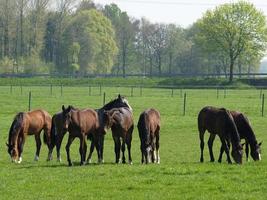 many horses in germany photo