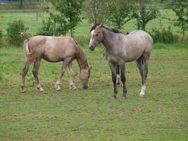 foales and horses in germany photo