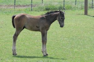 horses and foals in germany photo