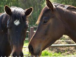 muchos caballos en Alemania foto