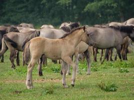 many horses and foals photo