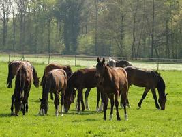 muchos caballos en Alemania foto