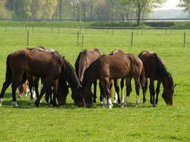 muchos caballos en Alemania foto