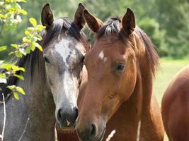 horses and foals in germany photo