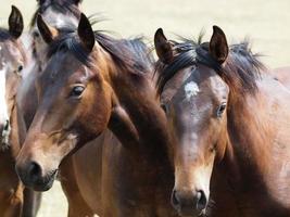 Horses in westphalia photo