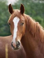 horses and foals in germany photo