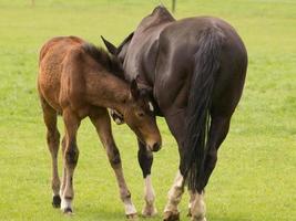 Horses on a german meadow photo