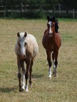 Horses in westphalia photo