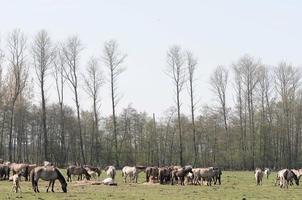 wild horses and foals in germany photo