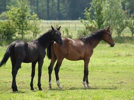 caballos y potros en alemania foto