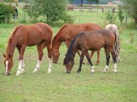 Horses in westphalia photo