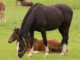 foales and horses in germany photo