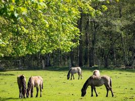 many horses in germany photo