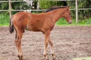 caballos en el muensterland alemán foto