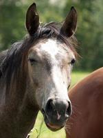 horses and foals in germany photo