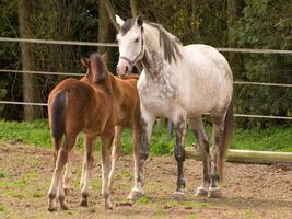 caballoa y potros foto