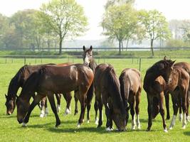 muchos caballos en Alemania foto