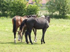 Horses in westphalia photo