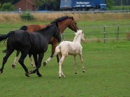 foales and horses in germany photo