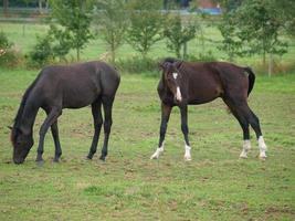 Horses in westphalia photo