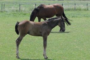 horses and foals in germany photo