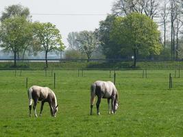 muchos caballos en Alemania foto