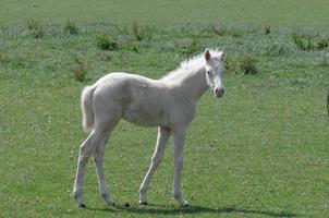 horses and foals in germany photo