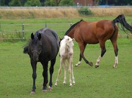 potros y caballos en Alemania foto