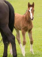 foales and horses in germany photo