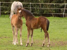 caballoa y potros foto