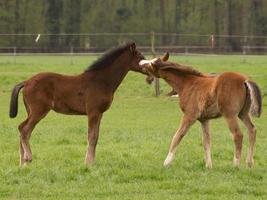 potros y caballos en Alemania foto