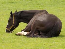 Horses on a german meadow photo