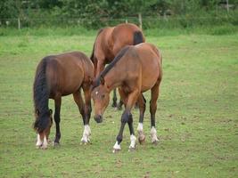 potros y caballos en Alemania foto