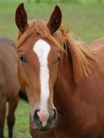 potros y caballos en Alemania foto