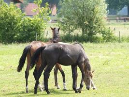 Horses in westphalia photo