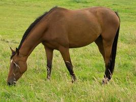 horses on a german meadow photo