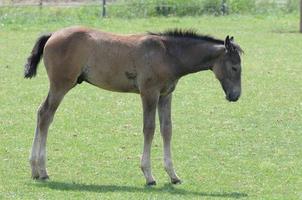 horses and foals in germany photo