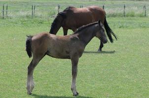 horses and foals in germany photo