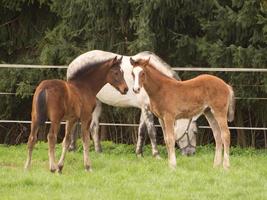 foales and horses in germany photo