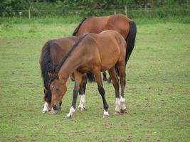 foales and horses in germany photo