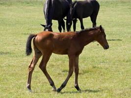 Horses in the german muensterland photo