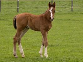 foales and horses in germany photo